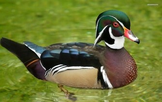 Wallpaper For Wood Duck Flying
