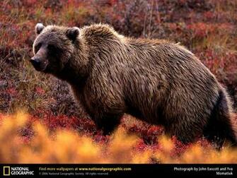 Grizzly Bear Picture Desktop Wallpaper