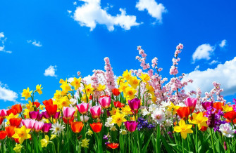 Spring Flowers Screensavers Wallpaper