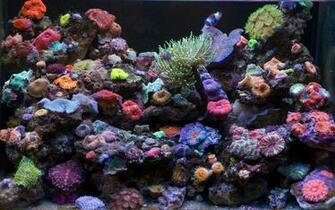Reef Tank