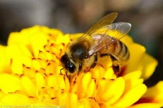 Worker Bee HD Wallpaper Animals