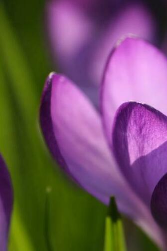 Purple Flowers iPhone 4s Wallpaper iPad