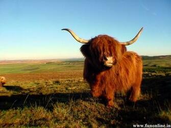 Bull Wallpaper Angry HD Bulls