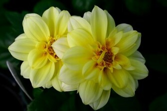 Flowers For Flower Lovers Beautiful Wallpaper
