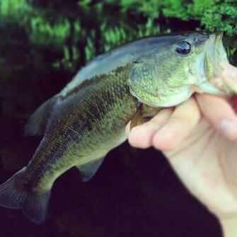 Smallmouth Bass Fish