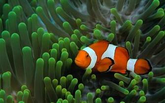 Fish Pictures Ocean Wallpaper Chapter HD Animal