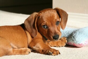 Weiner Dog Pictures Wallpaper HD Fine