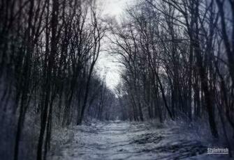 Haunted Forest Wallpaper Themed