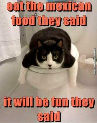 Cats And Taco Bell Doesn T Mix Fun Cat Pictures