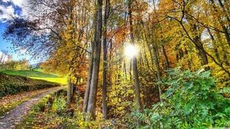 Sunlighted Forest HDr 4k HD Desktop Wallpaper For Ultra