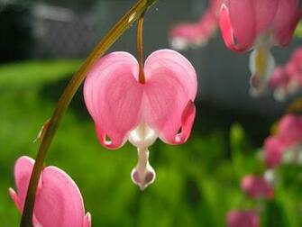 Bleeding Heart Flowers HD Wallpaper