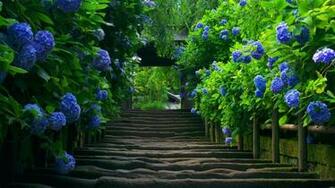 Wallpaper And Background Stairs Blue Flowers Desktop