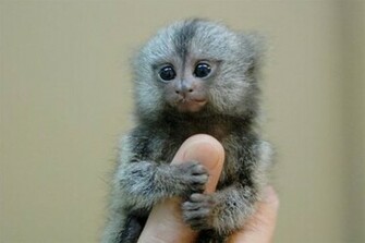 Finger Monkey Pictures Too Small To Be Real Pieway