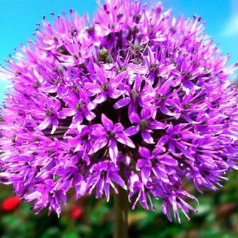 Purple Flowers iPad Wallpaper iPhone
