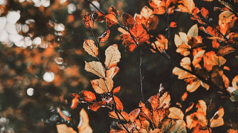 Autumn Aesthetic Laptop Wallpaper