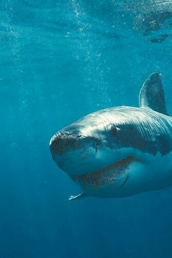Underwater Fish Great White Shark HD Wallpaper Background