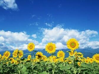 Go Back Gallery For Field Blue Flowers Wallpaper