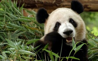 Baby Panda Wallpaper
