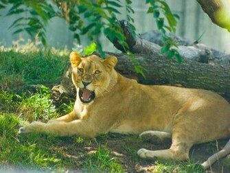 Lioness Wallpaper
