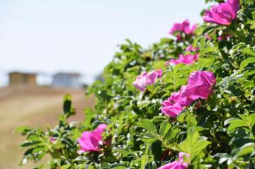 Wallpaper Nature Beach Rose Blossom Sweden Europe Sverige