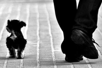 Dog Wallpaper Best Friend Desktop Image Fidelity Widescreen