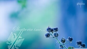 For Albanian Love HD Desktop Wallpaper High Definition Mobile