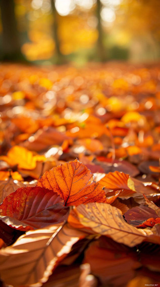 Autumn Phone Wallpaper