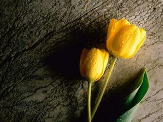 Fresh Yellow Tulip Wallpaper For iPhone