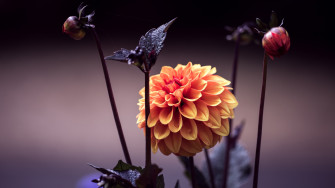 Flower Of Life Wallpaper