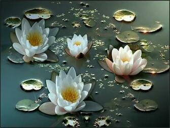 Flowers Flower Huge Collection Of Amazing High Resolution Wallpaper