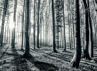 Black Forest Wall Mural