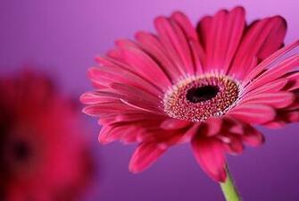 Beautiful Wallpaper Gerbera And Daisy Flower