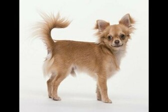 Chihuahua Wallpaper Weddingdressin