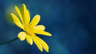 Yellow Flower On Blue Background Wallpaper Jpg