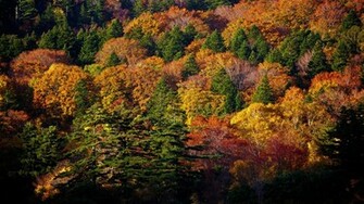 Fall Colors Wallpaper Desktop With Resolutions Pixel