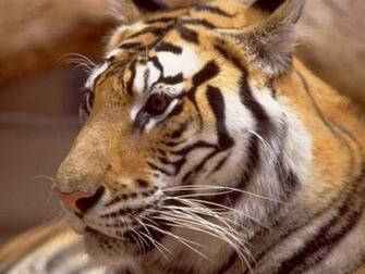 Tiger Wallpaper