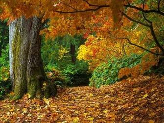 Beautiful Forest Wallpaper Photosjunction