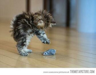 Funny Baby Cats Desktop Wallpaper