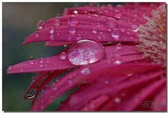Garden Of Morning Glory Beauty Nature In Pictures