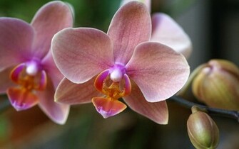 Orchid Wallpaper
