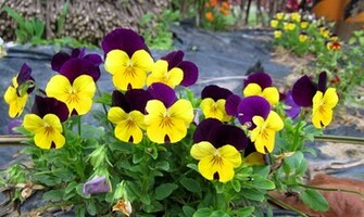 Pansy Wallpaper