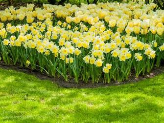 Gardens Lisse Holland Photography Keukenhof Garden Spring Wallpaper