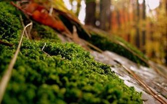 HD Nature Wallpaper For Mac