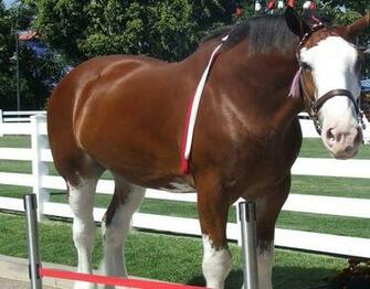 Clydesdale Horse Wallpaper