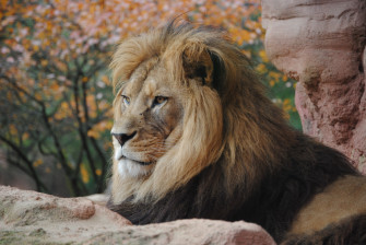 Wild Lion 4k Wallpaper HD Animals Image