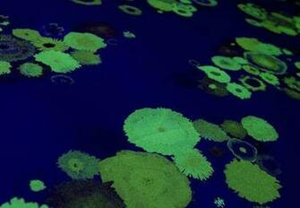 Wallpaper Designs From Scratch Sniff To Modern