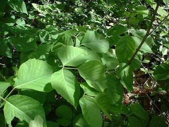 Poison Ivy Vines On Trees Is This