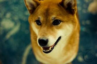 Hond Shiba Inu Ogen Wallpaper