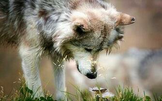 Animals 3d Wallpaper Desktop