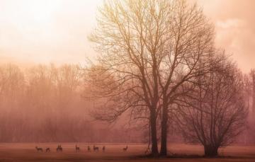 Wallpaper Trees Birds Morning Sunrise Dawn Branches Deer